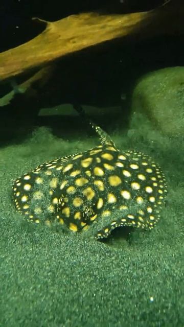Potamotrygon leopoldi, Скат Леопольди смотреть онлайн