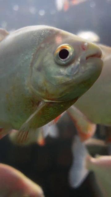 #shorts @TripWithAdam смотреть онлайн