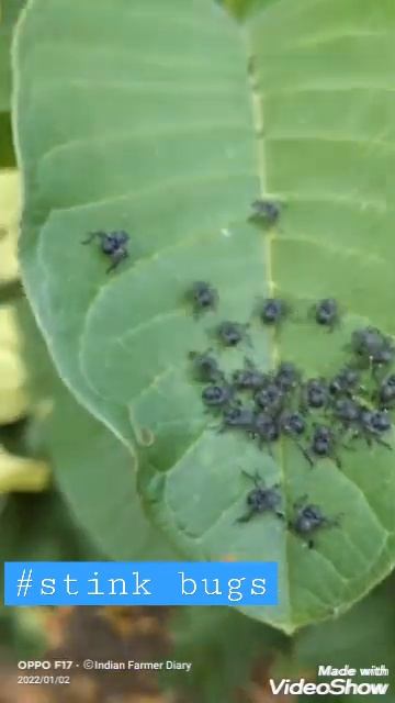 #stink bugs#short#bugs смотреть онлайн