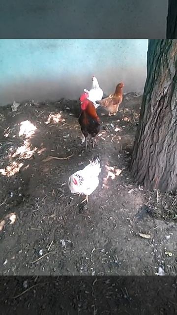 Петух и Куры смотреть онлайн