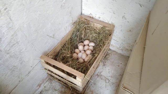 Вторая наседка!) смотреть онлайн