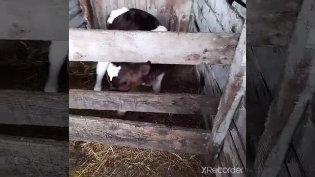 Ваня помощник. смотреть онлайн