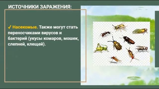 ПРОТИВОПАРАЗИТАРНАЯ ПРОГРАММА смотреть онлайн