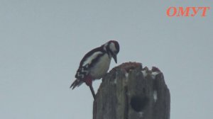 218. ВЕСЕЛУХА ПРЁТ РОДНЫЕ...