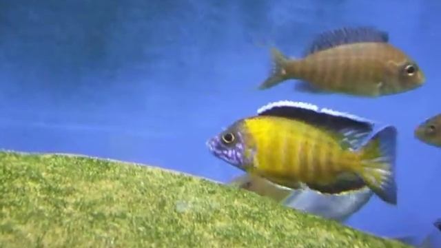 Aulonocara steveni Hongi Ponton WF смотреть онлайн