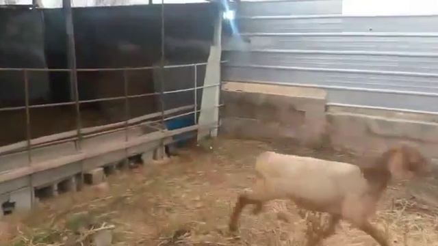 Гиссарский Баранчик Талгар смотреть онлайн