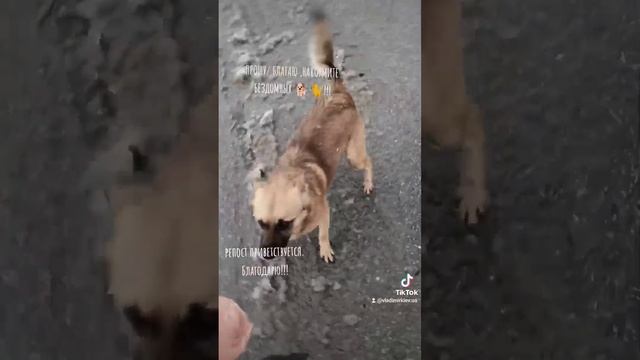 не проходите мимо бездомных животных смотреть онлайн