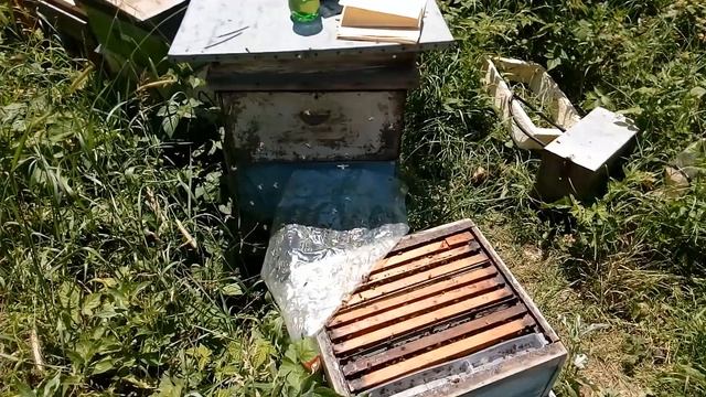 Сегодня на пасеке, 4 июня 2018 г. Осмотр семей. смотреть онлайн