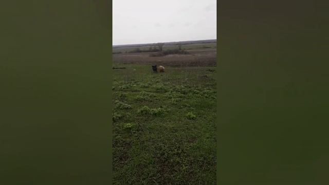 Кого едят свиньи ? Покупка поросят. смотреть онлайн