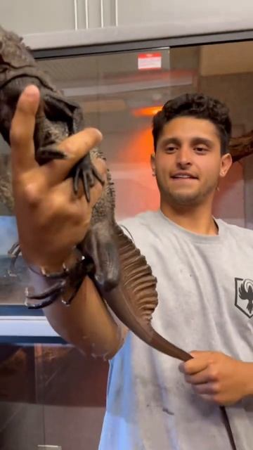 YOU EVER SEEN A SAILFIN DRAGON ?! #reptile #dragon #prehistoric #shorts смотреть онлайн