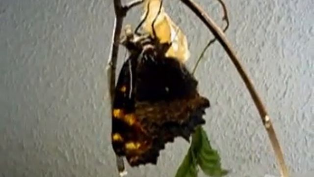 butterfly смотреть онлайн