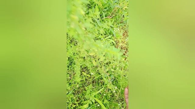 കല്ലുരുക്കി ഔഷധ ചെടിയുടെ ഗുണങ്ങൾ.... Scoparia sulcus. смотреть онлайн