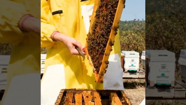 honey bee on human body #shorts #honeybee #FactsKhabari смотреть онлайн