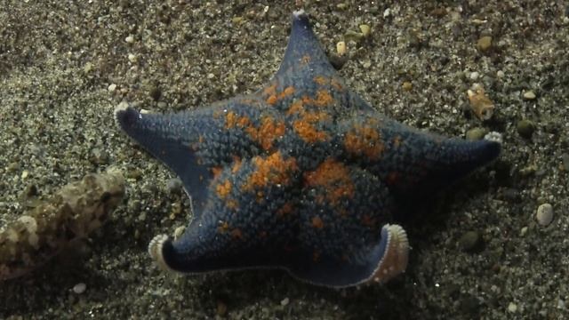 イトマキヒトデ　(なかがわ水遊園/栃木県) смотреть онлайн
