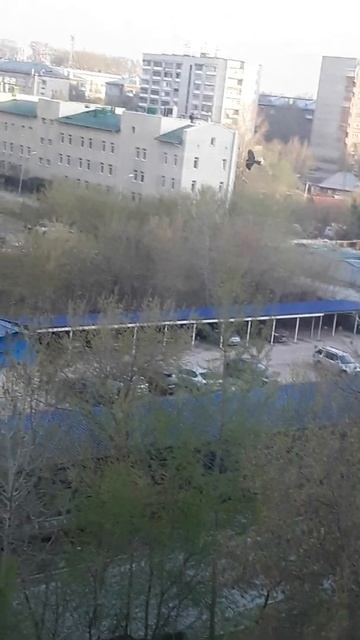 Пролетая над гнездом кукушки 🦅🦅 - канюки прилетели! смотреть онлайн