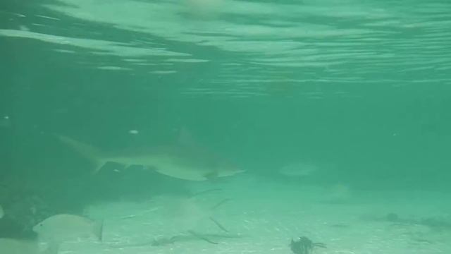 shark 1.MOV смотреть онлайн