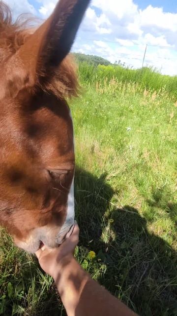 Ласковые жеребята #пони #жеребята #лошади #animals #horses #nature #pony #животные смотреть онлайн