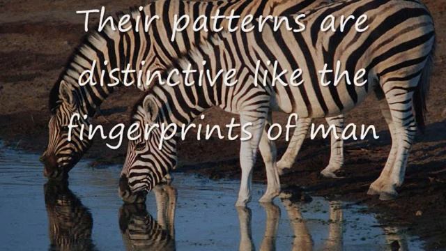 The Zebra song смотреть онлайн