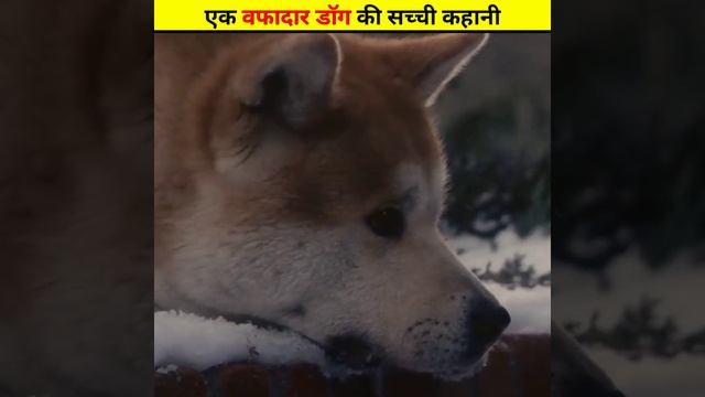 एक वफादार डॉग की सच्ची कहानी 🐕|#shorts #shortfeed смотреть онлайн