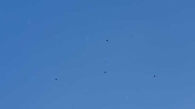 09.12.18. 15.00 Приподнял своих голубей смотреть онлайн