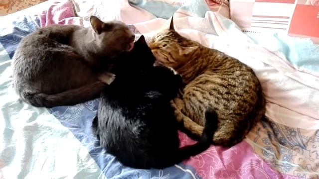 Кошачий салон красоты смотреть онлайн