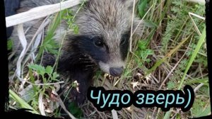 Работа, Енот, Опять копаем машину. Козы, Граната)) Серия 7 сезон 2021.