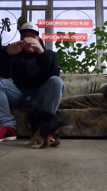 #животные #собака #кот #ветеринар #котик #бобруйск #котята #dog #animals смотреть онлайн