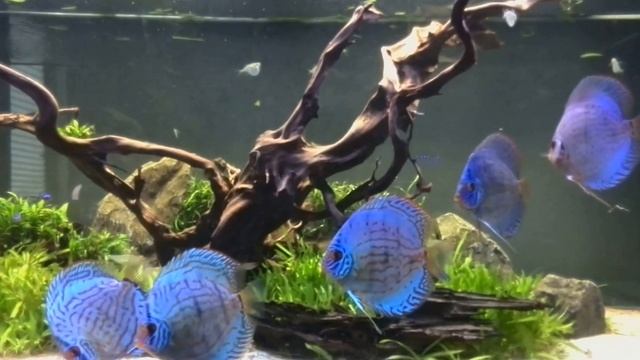 Diskus Kobalt Stefan Adamek Jugendlich (14-15cm) nach Fütterung смотреть онлайн