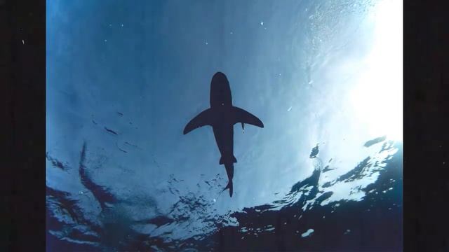 DJ riezWar 21 I Who Swim With The Shark смотреть онлайн