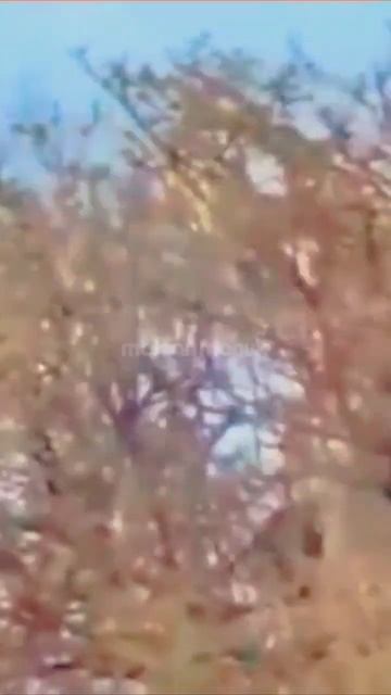 Pertarungan Mematikan, Musang Madu Menantang Kobra #binatangliar смотреть онлайн