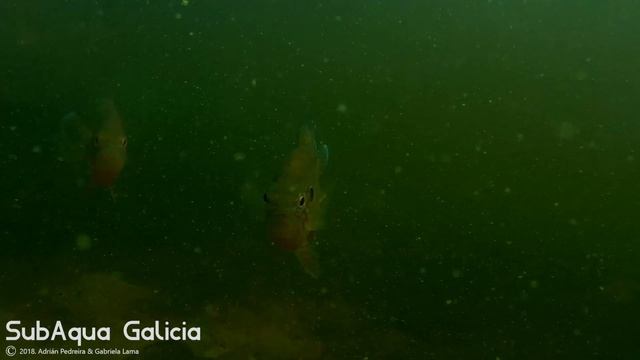 [HD] Lepomis gibbosus Embalse das Cunchas смотреть онлайн