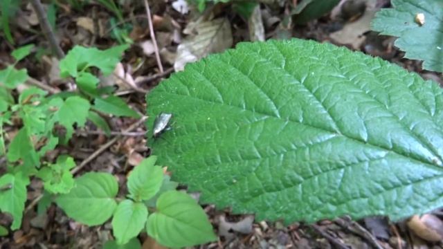 Langhornmotte (Adela reaumurella, Weibchen) смотреть онлайн