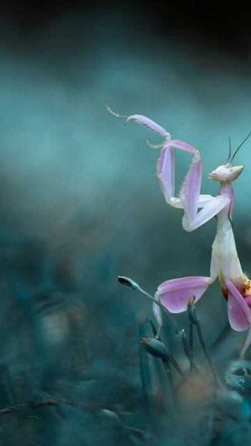 Orchid Mantis Natures Masterpiece! #shorts #orchidmantis #naturefacts #naturelovers #animals смотреть онлайн
