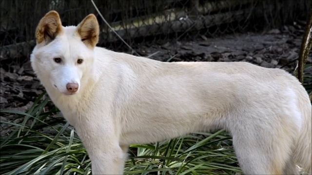 A Dingo growls, is he warning me to keep away? смотреть онлайн