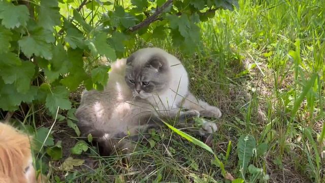 Доня хочет с котиком Кевином играть в мячик смотреть онлайн