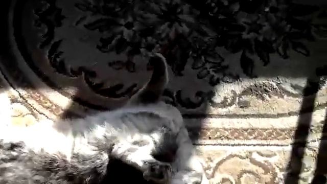 Моя кошка лежит на ковре смотреть онлайн