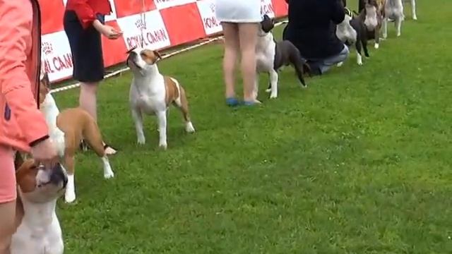 Кобели класс Чемпионов смотреть онлайн