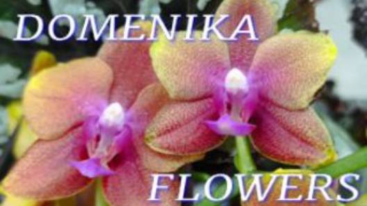 №1016/ МОРЕ красивых ОРХИДЕЙ в маг. DOMENIKA FLOWERS смотреть онлайн