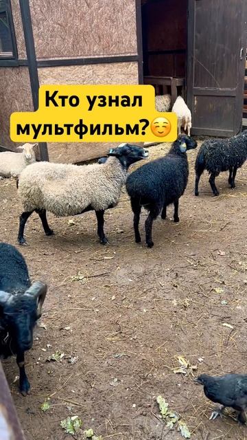 Из какого мультфильма песня?☺️ #мультик #овца #домашниеживотные #животныеприколы #ферма смотреть онлайн