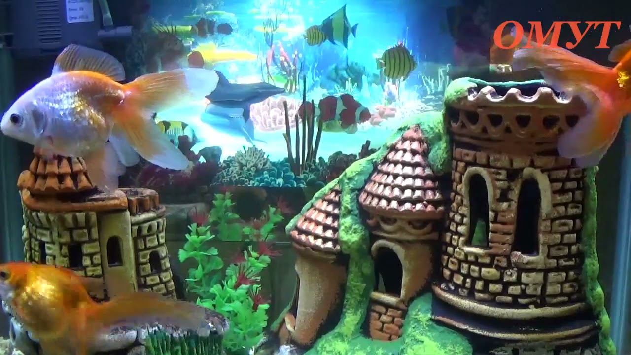 337. ВСТРЕТИМ ПОЛНОЛУНИЕ ДОСТОЙНО... смотреть онлайн