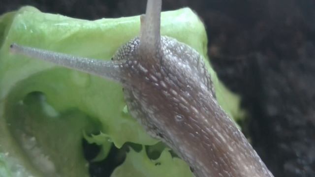 "EXPERIMENTOS" CON MIS CARACOLES смотреть онлайн