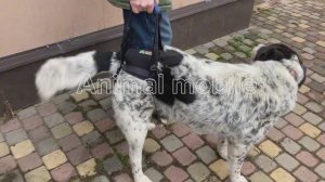 Поддержка ходунки ручная для тазовых конечностей для собак.