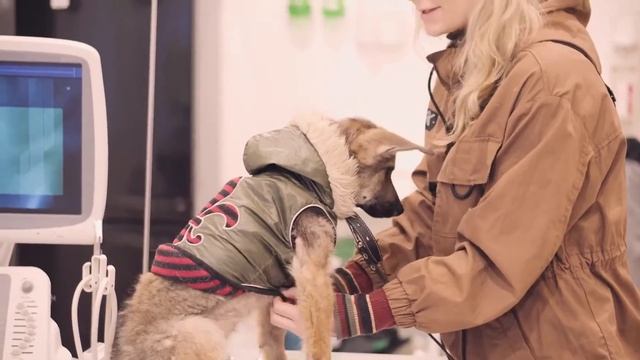 Прием ваших питомцев в клинике смотреть онлайн