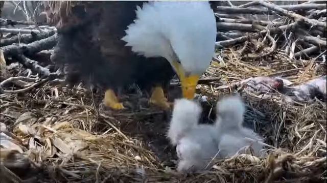 Белоголовый орлан 2017 04 04. 20 41 смотреть онлайн