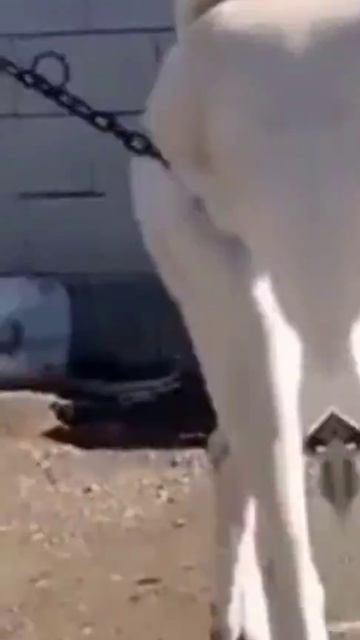 алабай/Тони Раут/ хороший клоун мертвый клоун/ смотреть онлайн