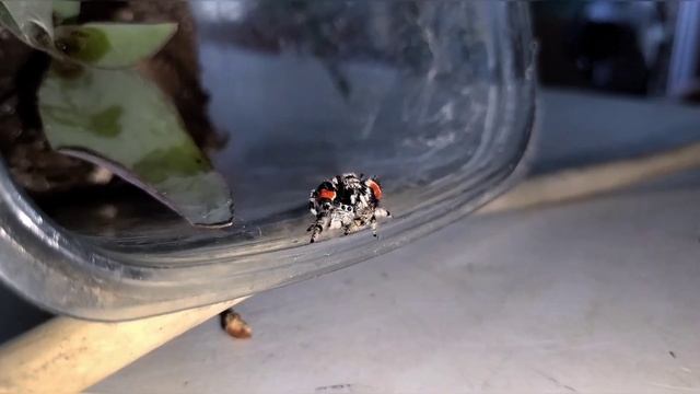 APAREAMIENTO DE PHIDIPPUS MIMICUS. 🖤❤️🖤❤️ (mating of Phidippus Mimicus.) смотреть онлайн