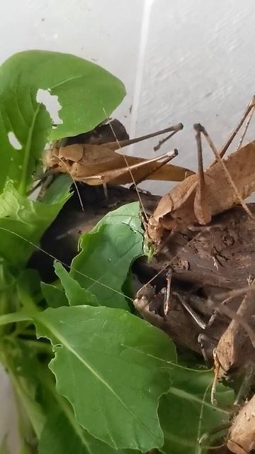 タイワンクツワムシの食事風景 #shorts смотреть онлайн