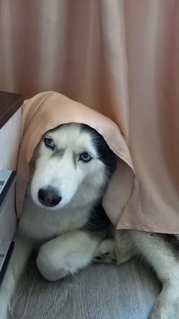 прятки #миринка #husky #собака #хаски #рекомендации #shorts #reels #игры #dog #фото #питомец смотреть онлайн