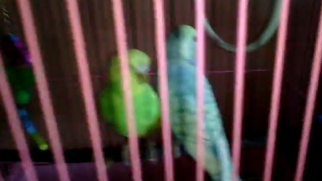 Бешеные попугаи!!!!!))))) смотреть онлайн