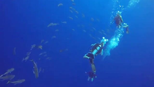 Hammerhead Shoal Palmyra Caranx sexfasciatus смотреть онлайн
